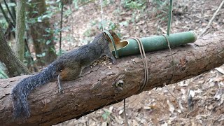 Creative Squirrel Trap by Using Bamboo in the Forest to Catch Squirrel [upl. by Annaliese874]