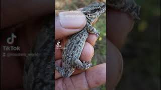 Jamaica Croaking Lizard [upl. by Ethan]