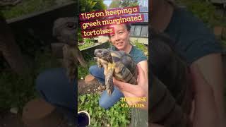 Keeping Greek Marginated tortoises in the UK [upl. by Lewanna]