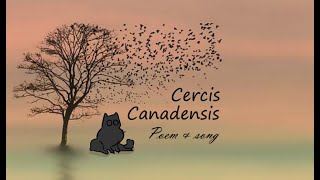 Cercis Canadensis  Original Poem and Song [upl. by Ayotna116]