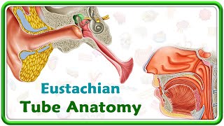 Eustachian Tube Anatomy Animation [upl. by Cut]