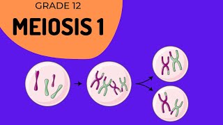 Meiosis 1  Crossing over and Phase identification [upl. by Louth]