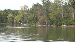 🦆🪿Mallard Ducks Geese Sea Gulls in Wiicawak Bay [upl. by Nevag]