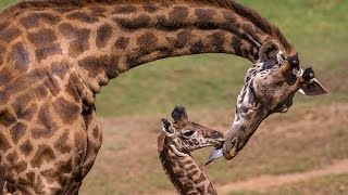 Giraffe Calf Meets Herd and Makes History [upl. by Ainaznat]