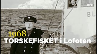 Torskefisket i Lofoten  1968 [upl. by Eiroc97]