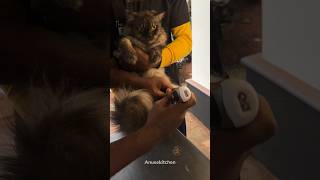 Bast Home service for pets Contact no ‪91 99959 65709‬ grooming pets cat Full video uploaded [upl. by Alli]