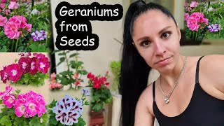 What we know about geraniums Geraniums from seeds [upl. by Treblah855]