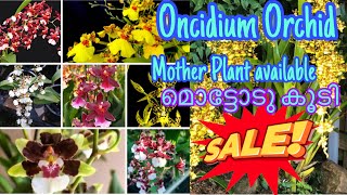 Oncidium dancing girl orchid varieties sale Oncidium orchid mother plant care [upl. by Yrok]