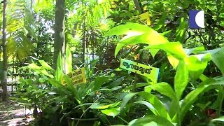 1500 of Rare Ayurvedic Medicinal Plants in Narendrans Nursery  HARITHAM SUNDHARAM 03062016 [upl. by Prentiss]