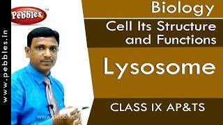 Lysosome  Cell Its Structure and Functions  Biology  Class 9 [upl. by Oidale668]