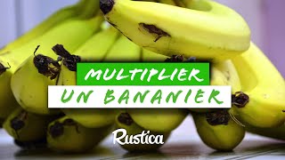 Comment multiplier un bananier nain cultivé en pot [upl. by Turoff]