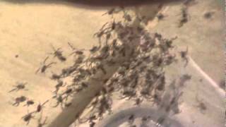 Baby Black Widow Spiders  200 Babies born Oct 20th [upl. by Virgel742]