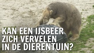 Kan een ijsbeer zich vervelen in de dierentuin  De Buitendienst over Wilde dieren [upl. by Isaacs85]