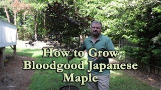 How to grow Bloodgood Japanese Maple with a detailed description [upl. by Eicam307]