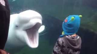 Kid scared of Beluga Whale [upl. by Leban]