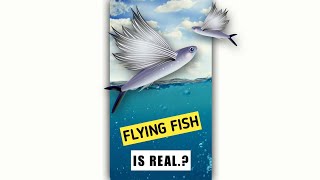 Samudra Ka Rahsyamayi Jeev  Flying Fish Is Real [upl. by Ytram92]