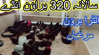 Ultra Light Brown Chickens  Hen Egg Farming in Pakistan [upl. by Tada769]