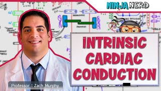 Cardiovascular  Electrophysiology  Intrinsic Cardiac Conduction System [upl. by Nilok]