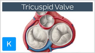 Tricuspid Valve  Cusps Function amp Location  Human Anatomy  Kenhub [upl. by Mihalco]