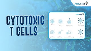 Cytotoxic T Cells [upl. by Vite527]