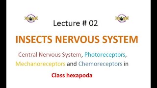 Insects Nervous System [upl. by Ehsom]