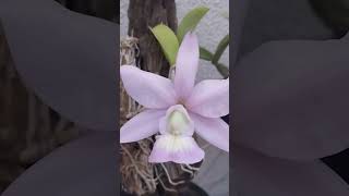 CATTLEYA NOBILIOR CERULENSE [upl. by Navada]