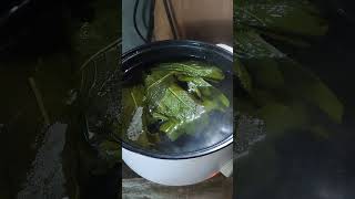 Sambong herbal leaves [upl. by Alamac]