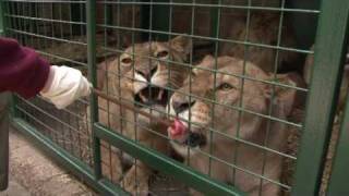 Longleat Junior Rangers EP14  Big Cat Close Up  Part 2 [upl. by Kristofer]