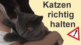 Katzen richtig hochheben halten und absetzen  No Gos [upl. by Jerad]