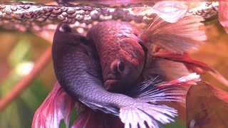 THE LIFE OF A BETTA FISH blowing bubbles fighting and breeding [upl. by Reinert]