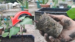 How to transfer plants । পুঁইশাক ছাদবাগান পুঁইশাক garden gardening plants farming [upl. by Alamap]