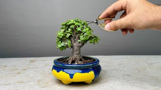 Making Bonsai Tree in 1 Year  Jade Plant  Repotting  Pruning  Portulacaria Afra [upl. by Norse138]