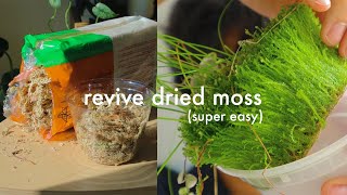 How to revive dried sphagnum moss  easy tutorial [upl. by Giff]