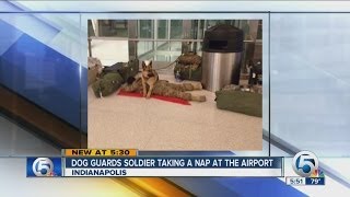 Dog guards soldier taking a nap at the airport [upl. by Harshman]