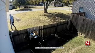 Postal Worker Allegedly Pepper Sprays Dogs Caught On Video [upl. by Yesac435]