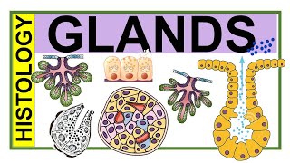 Chp4 Histology Inder Bir Singh  Histology of Glands  Classification of Glands  Types of Glands [upl. by Maroney694]