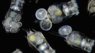 How to Culture Rotifers [upl. by Atnom]