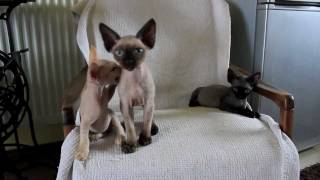 i love devon rex [upl. by August]