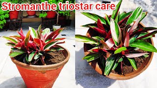 Stromanthe triostar plant care indoor plant की देखभाल maranta plant care houseplant care tips [upl. by Arahat]