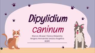 Dipylidium caninum [upl. by Nnylyaj]