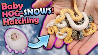 Baby SNOW Hognose Snakes Hatching [upl. by Ora162]