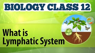 What Is Lymphatic System  Circulation  Biology Class 12 [upl. by Nairdad]