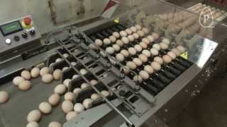 Vencomatic Group Prinzen  PSPC7  Hatching egg packer [upl. by Odraccir]