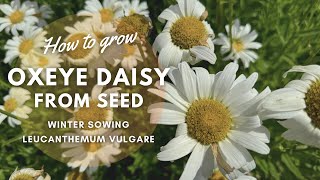 How to Grow Oxeye Daisy from Seed  Winter Sowing Tips  Perennial Garden [upl. by Tanitansy]