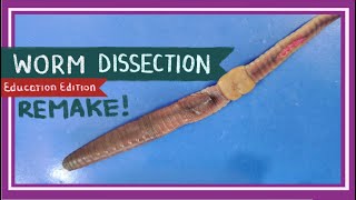 Worm Dissection Remake  If You Cut a Worm in Two EDU [upl. by Renie]