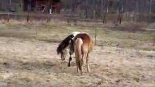 Gotland Pony stallion play [upl. by Hogarth]