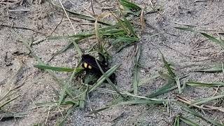 Grub parasitizing wasp [upl. by Codding522]