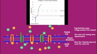 Action Potential [upl. by Ibbison6]