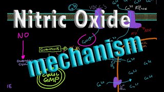 Nitric Oxide  Detailed Mechanism of Action [upl. by Dumanian]