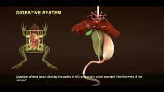 1 Morphology and Digestive System of Frog 512 1 [upl. by Justis]